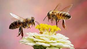 Les abelles són sensibles a l'electricitat?