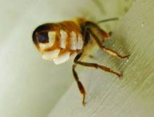 Translation missing: ca.sections.featured_product.gallery_thumbnail_alt