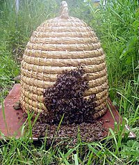 Tipus d'arnes o ruscs per les abelles
