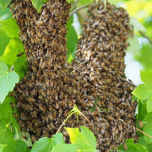 Tengo un enjambre en casa! Rescate de enjambres de abejas.