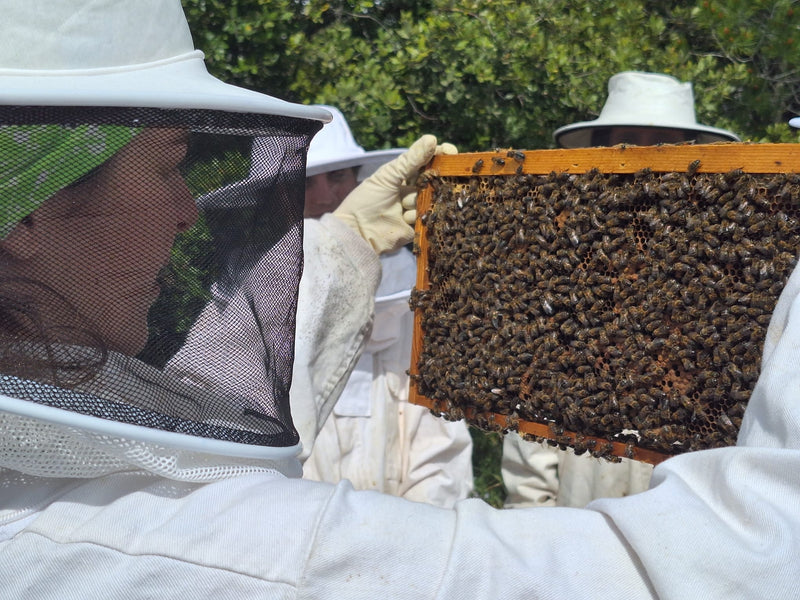 Com instal·lar abelles: Guia per a principiants