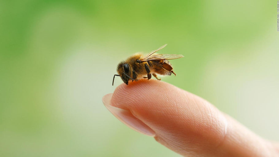 La importància de les abelles i els pol·linitzadors