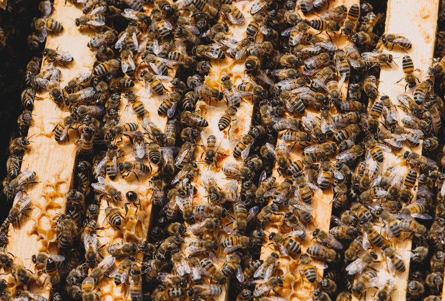 Amenaces de les abelles de la mel