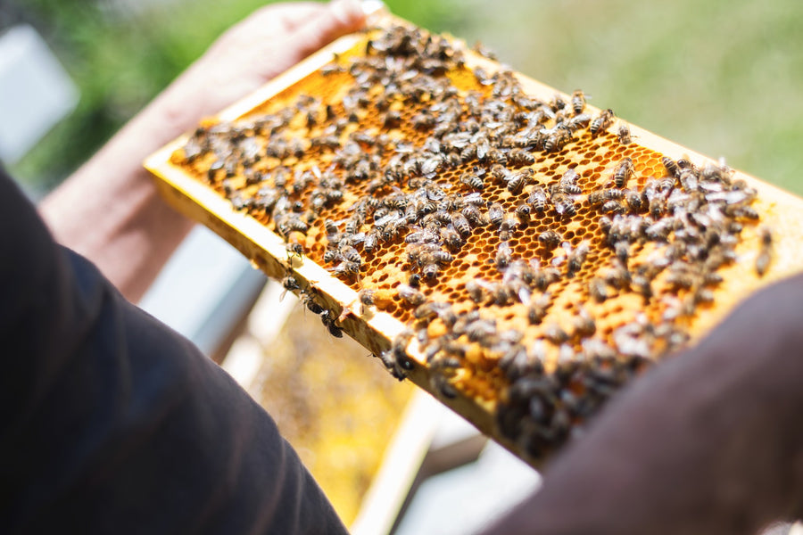 Curiositats de les abelles part 2