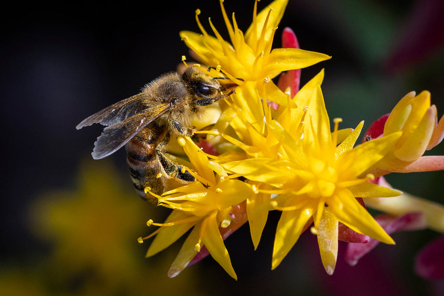 Com crear un jardí per les abelles