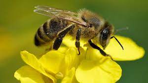 La crisi dels pol·linitzadors i les abelles