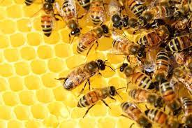Tipo de abejas dentro de la colmena