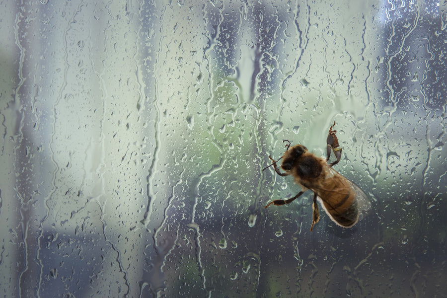 ¿Qué pasa con las abejas cuando llueve?