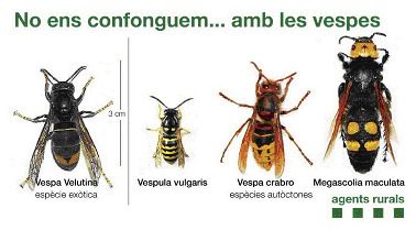 Pla d'Acció per Reduir la Pressió de la Vespa velutina a Catalunya.