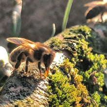 Carregar la imatge al visor de la galeria, APADRINAMIENTO - Apadrinamiento de enjambres de abejas
