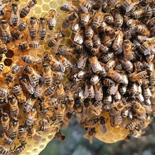 Carregar la imatge al visor de la galeria, KIT VELAS - kit para crear tus velas de cera de abeja 100% natural
