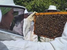 Carregar la imatge al visor de la galeria, APADRINAMIENTO - Apadrinamiento de enjambres de abejas
