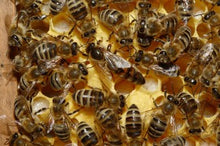 Carregar la imatge al visor de la galeria, APADRINAMIENTO - Apadrinamiento de enjambres de abejas
