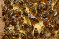APADRINAMENT - Apadrinament d'eixams d'abelles