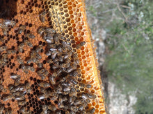 Carregar la imatge al visor de la galeria, APADRINAMIENTO - Apadrinamiento de enjambres de abejas
