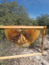 Carregar la imatge al visor de la galeria, LÁMINAS - Cera laminada, láminas de cera de abeja 100% natural
